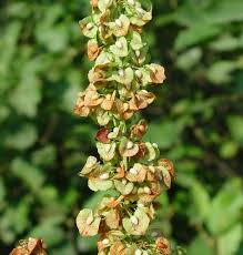 Attēlu rezultāti vaicājumam “Rumex crispus fruit”