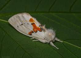 Attēlu rezultāti vaicājumam “Leucodonta bicoloria imago”
