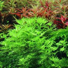 Attēlu rezultāti vaicājumam “Hottonia palustris flower”