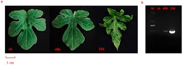 Attēlu rezultāti vaicājumam “Citrullus lanatus leaf”