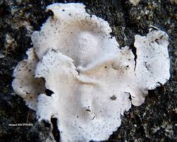 Attēlu rezultāti vaicājumam “Dermatocarpon miniatum”