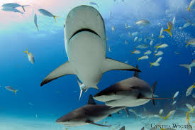 Image result for Carcharhinus perezii