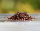 Pictures: Fire Ant Swarms Form Living Life Rafts
