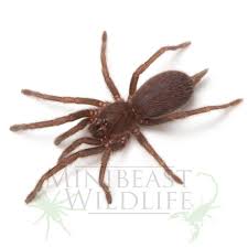 Attēlu rezultāti vaicājumam “Phronia sp.”