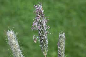 Attēlu rezultāti vaicājumam “Alopecurus pratensis flower”