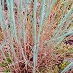 Attēlu rezultāti vaicājumam “Corynephorus canescens leaf”