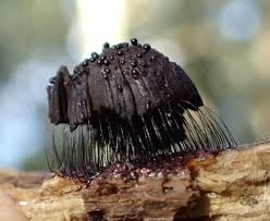 Attēlu rezultāti vaicājumam “Stemonitis fusca”