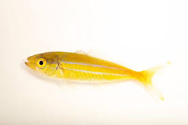 Image result for Elagatis bipinnulata