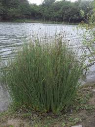 Attēlu rezultāti vaicājumam “Juncus inflexus”