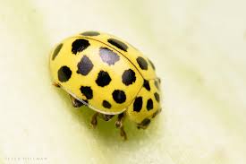 Attēlu rezultāti vaicājumam “Psyllobora vigintiduopunctata”