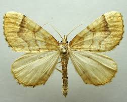 Attēlu rezultāti vaicājumam “Eulithis mellinata”