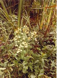 Image result for Tanacetum parthenium