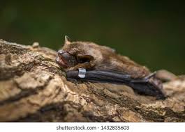 Attēlu rezultāti vaicājumam “Eptesicus serotinus”