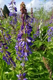 Attēlu rezultāti vaicājumam “Galega orientalis fruit”