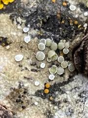 Attēlu rezultāti vaicājumam “Mollisia amenticola”