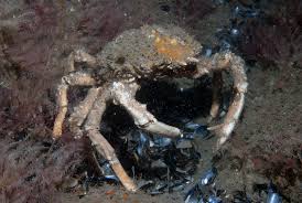 Image result for Maja brachydactyla