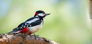 Attēlu rezultāti vaicājumam “Dendrocopos major”