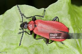 Attēlu rezultāti vaicājumam “Pyrochroa coccinea”