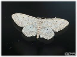 Attēlu rezultāti vaicājumam “Idaea seriata”
