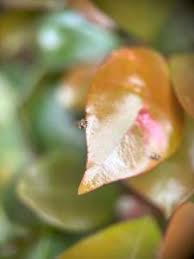 Attēlu rezultāti vaicājumam “Trioza dispar”