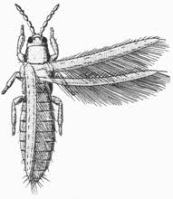 Attēlu rezultāti vaicājumam “Thysanoptera”