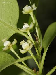 Attēlu rezultāti vaicājumam “Perichaena depressa sessile”