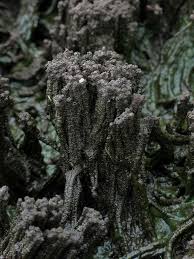 Attēlu rezultāti vaicājumam “Planaphrodes sp.”