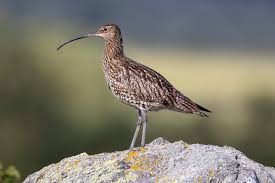 Attēlu rezultāti vaicājumam “Numenius arquata adult”