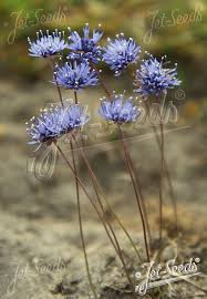 Attēlu rezultāti vaicājumam “Jasione montana leaf”