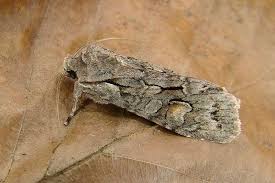 Attēlu rezultāti vaicājumam “Lithophane furcifera”