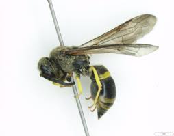Attēlu rezultāti vaicājumam “Ancistrocerus sp. male”