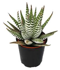 Image result for Haworthia