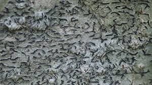 Attēlu rezultāti vaicājumam “Phaeographis dendritica”