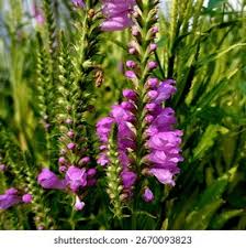 Attēlu rezultāti vaicājumam “Labiatae”