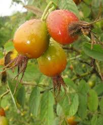 Attēlu rezultāti vaicājumam “Rosa villosa fruit”
