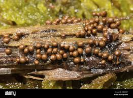 Attēlu rezultāti vaicājumam “Trichia varia sessile”