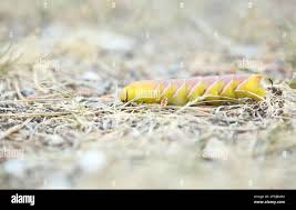 Attēlu rezultāti vaicājumam “Sphinx ligustri larva”