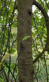 Attēlu rezultāti vaicājumam “Frangula alnus leaf”
