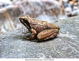 Attēlu rezultāti vaicājumam “Rana temporaria”