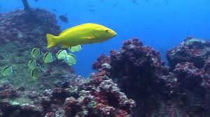 Image result for Mycteroperca olfax