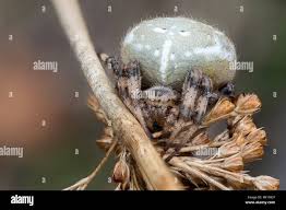 Attēlu rezultāti vaicājumam “Araneus quadratus”