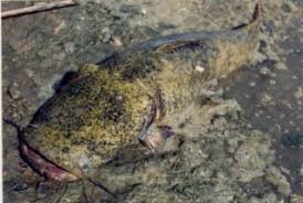 Image result for Pylodictis olivaris