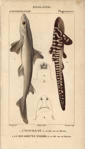 Image result for Squalus acanthias