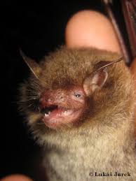Attēlu rezultāti vaicājumam “Myotis daubentonii”