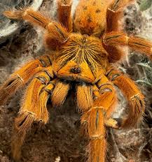 Attēlu rezultāti vaicājumam “Junghuhnia pseudozilingiana”