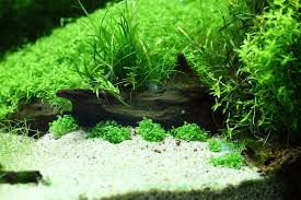 Attēlu rezultāti vaicājumam “Elatine hydropiper leaf”