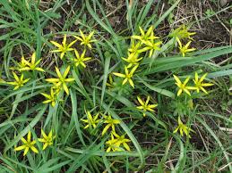 Attēlu rezultāti vaicājumam “Gagea pratensis flower”