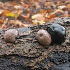 Attēlu rezultāti vaicājumam “Daldinia concentrica”