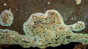 Attēlu rezultāti vaicājumam “Postia undosa”