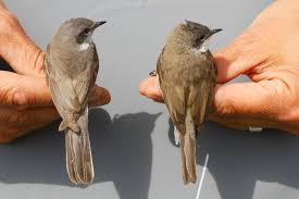 Attēlu rezultāti vaicājumam “Sylvia curruca”